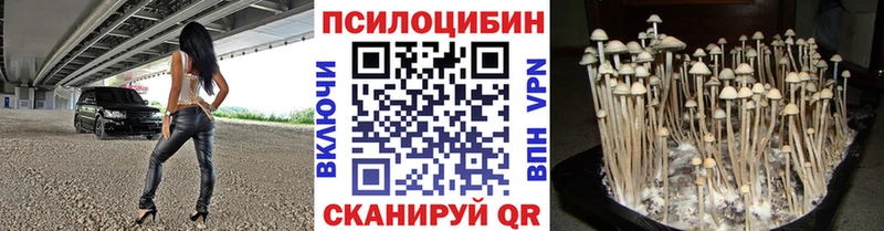Псилоцибиновые грибы Psilocybe  где найти   Тобольск 